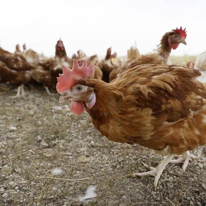 Industry prepares as avian flu cases expected to increase as birds migrate south